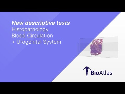 New Descriptive Texts | Histopathological Slides | Blood Circulation + Urogenital System
