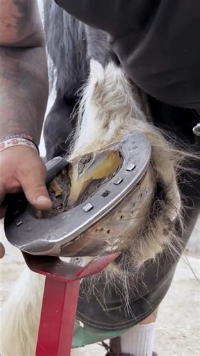 Installing a Horseshoe with Farrier Tools 🎉 Satisfying Hoof Care 👍 #craft #handmade #skills