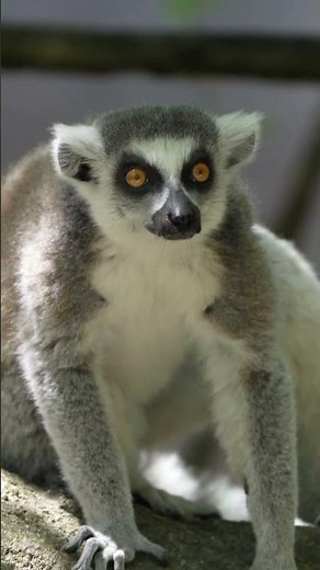 It’s a Conspiracy…of Lemurs!