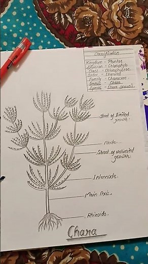 Chara structure with comments in botany #chara #botany