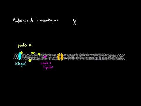 Cell Membrane Proteins | Khan Academy