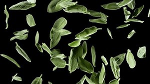 「黒い背景に新鮮なセージの葉を飛ばすスーパースローモーション。1000fpsの高速シネマカメラで撮影。」の動画素材（ロイヤリティフリー）3578786811 | Shutterstock