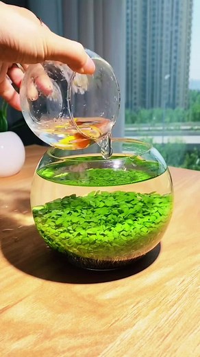 Small Round Jar Aquarium: Easy to Grow in Your Home