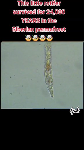 Survival of a Rotifer: Revived After 24,000 Years in Siberian Permafrost
