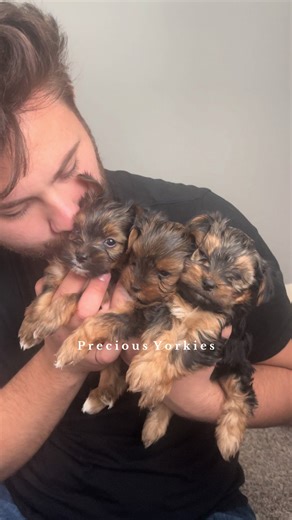 Available Teacup Yorkies for Adoption in LA and NJ