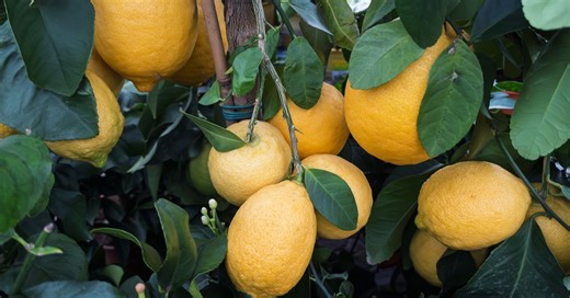 Lemon tree pest you'll definitely face if your neighbour's tree is infested