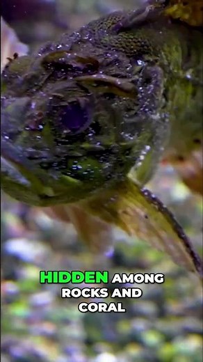 World's DEADLIEST Fish: The Stone Fish Venom EXPLAINED! #shorts