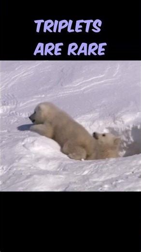 polar bear birthing den #animals #nature
