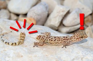 Descubren cómo pierden la cola las lagartijas - Quo