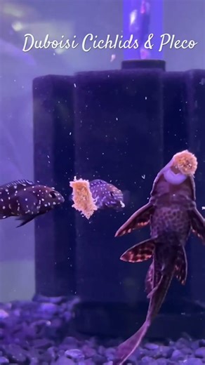 Fish Aquarium feeding Tropheus Duboisi Cichlids #tropicalfish #fishtank #fishcontent #fishfeeding