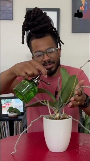 How to Water Orchid Air Roots 💧 (Without Causing Rot)