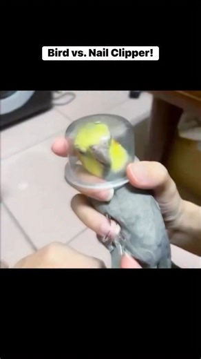 The Tiny Astronaut: Cockatiel Nail Trimming! . . . . #cockatiel #birdsofinstagram #petcare #birdgrooming #parrothacks #funnybirds #cockatielsofinstagram #birdlovers #petshorts #birds . | Badrvid1