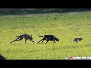 Epic Greyhound Rabbit Chase