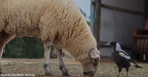 Woman Took in a Magpie, and It Became Part of Her Family Until This Happened | GreaterGood