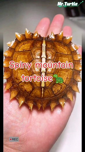 Thorn mountain turtle, also known as the sun turtle! Because of its unique appearance, it was captured by humans in large numbers, and now it basically relies on artificial breeding by animal protectors to continue the population!#turtle #turtles #🐢 #cute #pet #tortugas #tortuga #reptile #reptiles