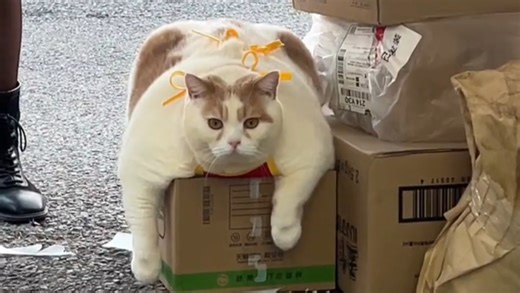 “猫：凭本事长胖的，为什么要减肥”
