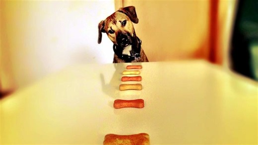 Your dog keeps count of the treats you give, study says