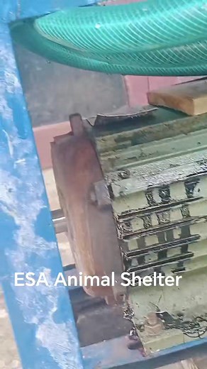 ESA Animal Shelter: Need urgent help. Our precious device broke down. Engine burnt. Heavy wear and tear. Beyond repair. Our mincer. We use everyday to mince meat. And even the vegetables. For even distribution. A good durable and heavy duty mincer costs Rm3000/- ( $ 950/- ) . We need to buy a real good one that'll lasts long. We don't have any penny for this. Kindly help: DBS Savings: 019 5 098815 Paynow / Paylah @ 85145021 Thanking in anticipation. | ESA Animal Shelter
