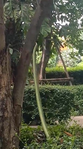 280K views · 4.5K reactions | Me commentary on snake vs lizard | Ozzy Man Reviews | Facebook