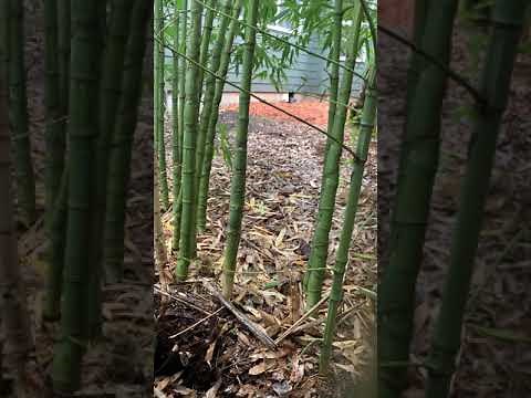 How to remove bamboo by hand