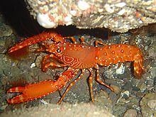 Reef lobster - Alchetron, The Free Social Encyclopedia