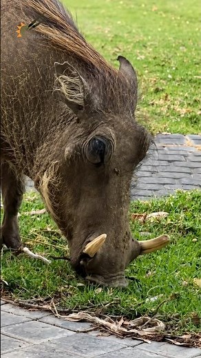 This Warthog Came Right Up to the Camera! 😄