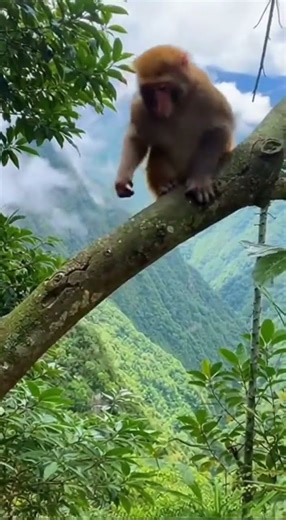 WOW! baby monkey fell from the tree JD9 #shorts #animals #baby #funny #cute