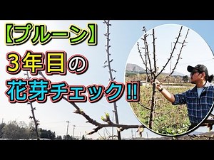 [Prunes] Checking for flower buds in the third year!