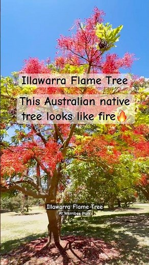 Red & Fiery Australian Native tree - Illawarra Flame tree at Werribee park, Victoria, Australia
