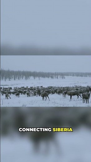 Did Humans Walk to America? The Bering Land Bridge Explained