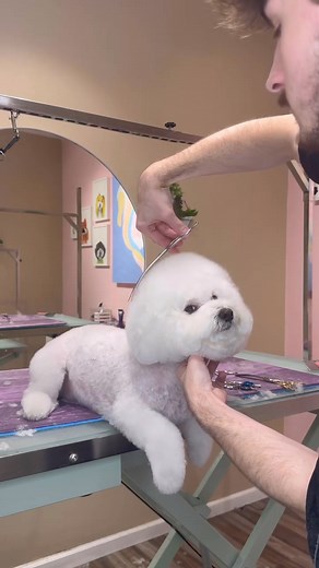 Cutest funko pop out there . #dogs #doggrooming #dogsbylogan #bichon #cutedogs | Dogs by Logan