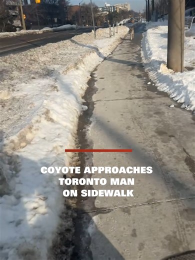 In this viral social video a Toronto man was approached by a coyote on the sidewalk near York Mills and the DVP. @mr.donstatus416 #cp24 #cp24news #canada #toronto #gta