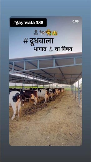 🔴आशे व्हिडिओ पाहण्यासाठी लाईक करा आणि सबस्क्राईब करा: -#youtube #amhidudhutpadakshetkari #bull #farm