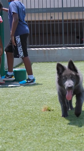 7K views · 149 reactions | How Adorable Is This Blue Bay Shepherd?  | Dogumentary TV | Facebook