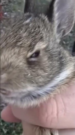 guy catching screaming baby bunny #babybunnies