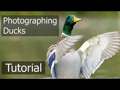 Wildlife Photography for Beginners with Paul Miguel Photography
