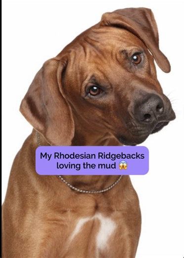Rhodesian Ridgebacks doing what Ridgebacks do best… ignoring the clean floor and choosing the mud instead 🤣🐾 Sometimes it’s not all breeding education and neonatal care — sometimes it’s just muddy paws, chaos, and letting dogs be dogs. Sharing a little behind-the-scenes of life with my Ridgebacks today ❤️ If you know the breed… you know 😅 #RhodesianRidgeback #RidgebackLife #showdogs #CapCut