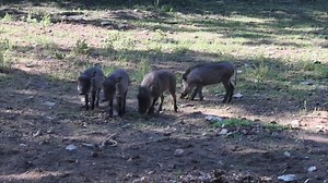 Warthogs Daenerys, Sansa, Cersei, Hodor and Tyrion turn 2 years old today! Happy birthday to these now-grown pigtuplets! Check out this cute video from when they were wee. #GoT #VitaminZ | Detroit Zoo
