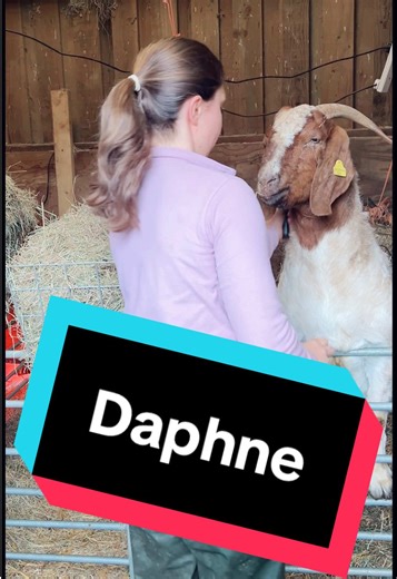 Some of the goats like having a brush, others aren’t so keen on it. Daphne loves having a brush as now it’s starting to get lighter the goats are loosing their winter coats. Daphne is now 5 years old and this will be her 4th kidding, she’s having a single and it taking her time, hopefully the kid won’t be too big! #boergoats #brush #brushing #tidyup #springtime