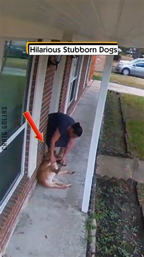 1K views | Hilarious Stubborn Dogs | Craig Golias - Bodybuilder & Model | Facebook