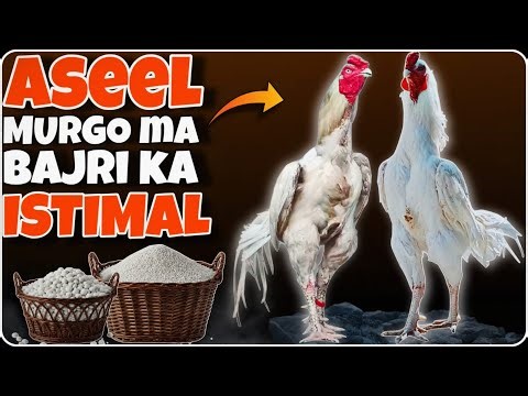 Grit for chickens | Murgi dana na khaye to kya karen | Aseel murga ki khurak #yt #vlog