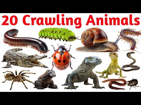 20 रेंगने वाले जानवरों के नाम | Crawling Animals Names in English with Pictures and Sound for Kids