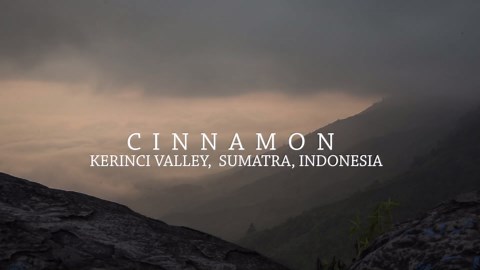 Cinnamon: Harvesting Cassia In The Jungles Of Sumatra