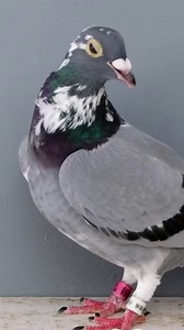 Mutant Genes? Frilled or Crested Racing Pigeons Is the inbreeding could effect on feather formation and flying performance of racing pigeons? The 'crest' allele codes for a protein that is broken. The one amino acid difference changes the shape of the protein, making it unable to transmit the signal. #fyp #pigeonkuif #pigeon | Pigeon Kuif
