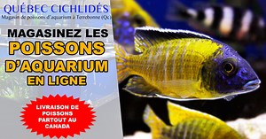 Comment régler les problèms de nitrate dans votre aquarium - Québec Cichlidés
