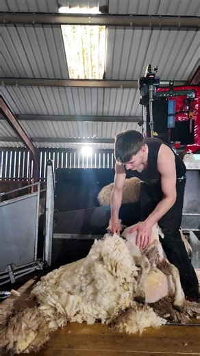 Book Your Sheep Shearing Courses for 2025