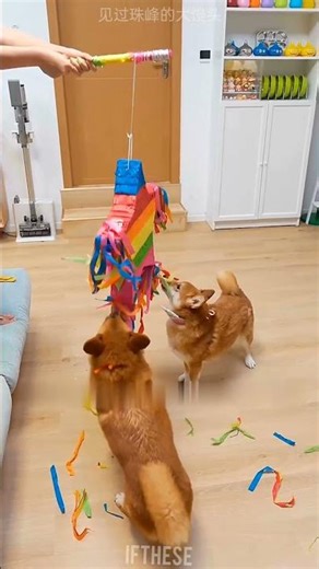 Ultimate Dog Birthday Party