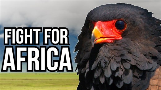 African birds filmed defending territory against foreign threats