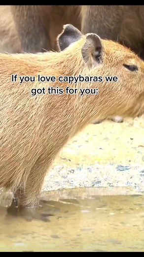 Link in bio #capybaratiktok #capybara #capy