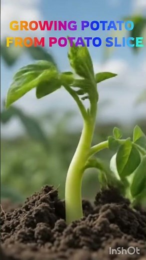 ​The Ultimate Guide: How to Grow Potatoes from Cuttings! 🥔🥔 #potatospiral #toppotato #toppotato